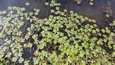 Sara Vazzola - Marsilea quadrifolia