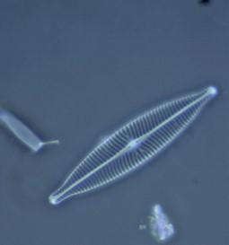 Fonte: Arpa Piemonte