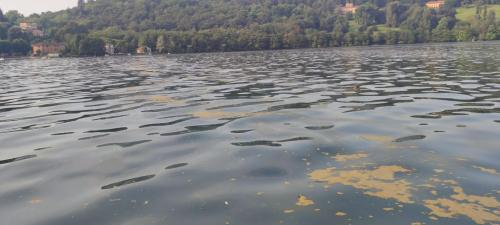 Concentrazione di alghe a centro Lago (16/07/2024)