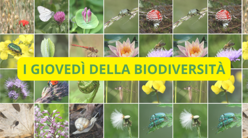 I giovedì della biodiversità