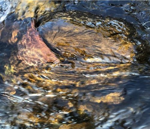 Hidrurus foetidus nell’ambiente fluviale del Torrente Corsaglia 