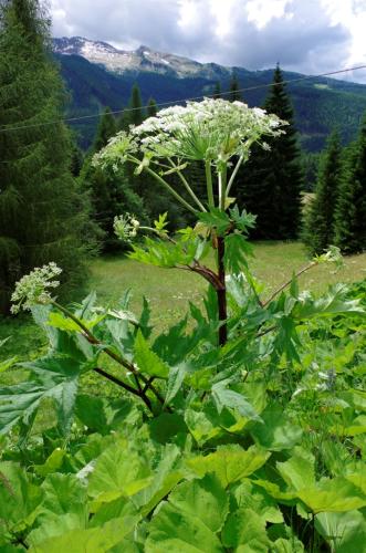 Heracleum mantegazzianum