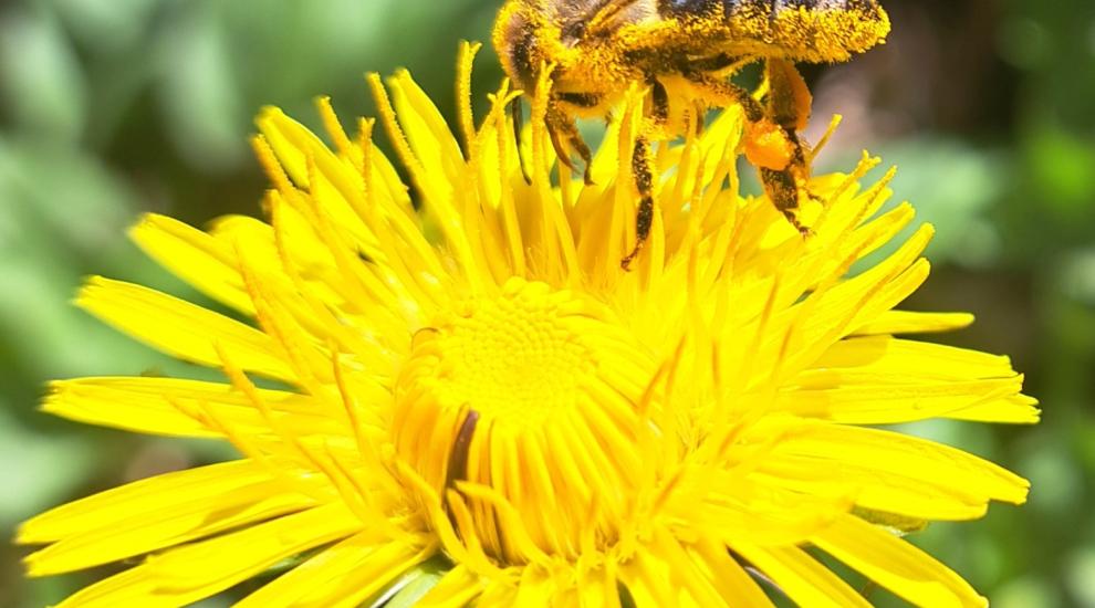 Francesca Cattai - Apis mellifera su fiore di tarassaco