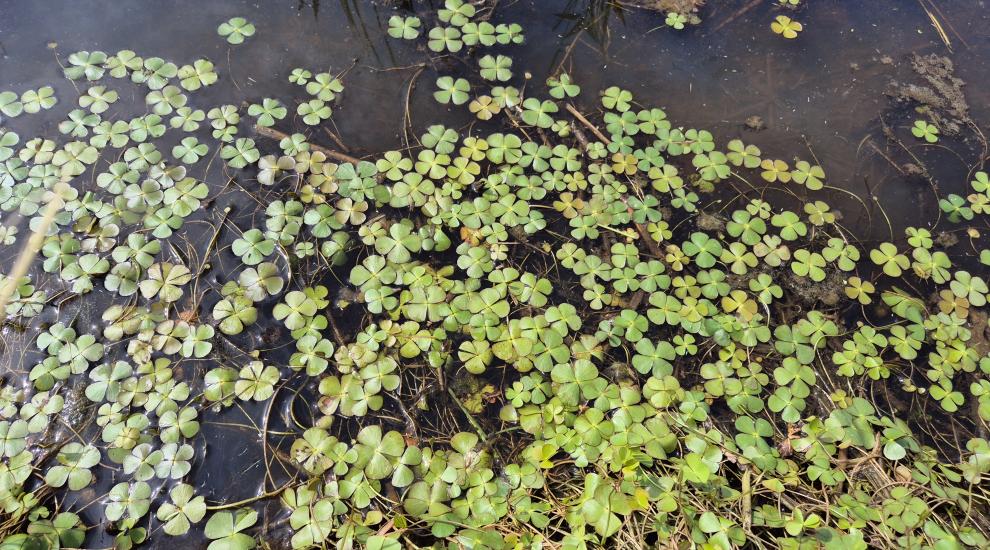 Sara Vazzola - Marsilea quadrifolia