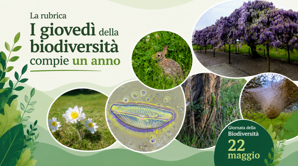 Un anno della rubrica I giovedì della biodirsità