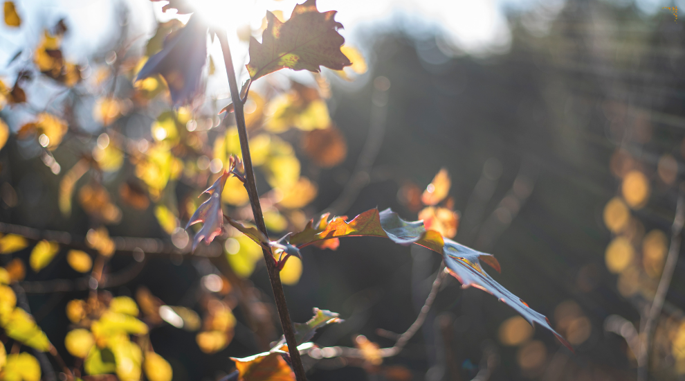 Autunno2