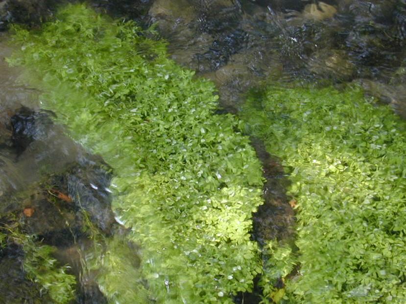 Fonte: Arpa Piemonte