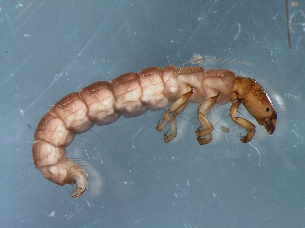 Fonte: Arpa Piemonte