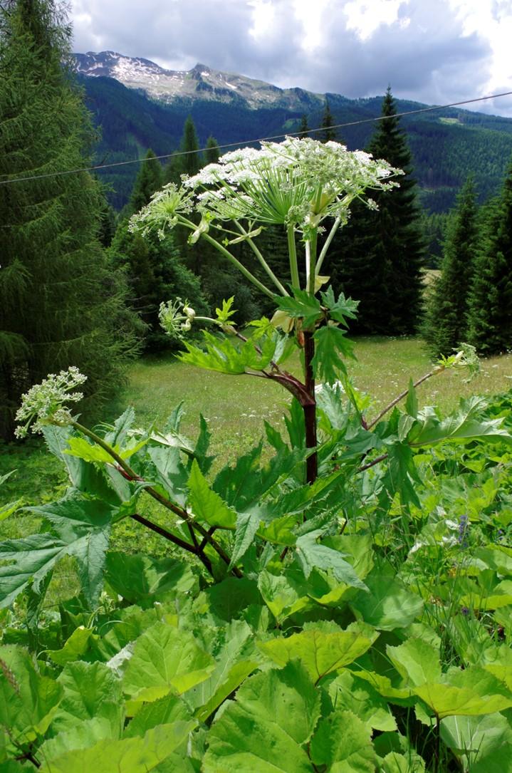 Heracleum mantegazzianum