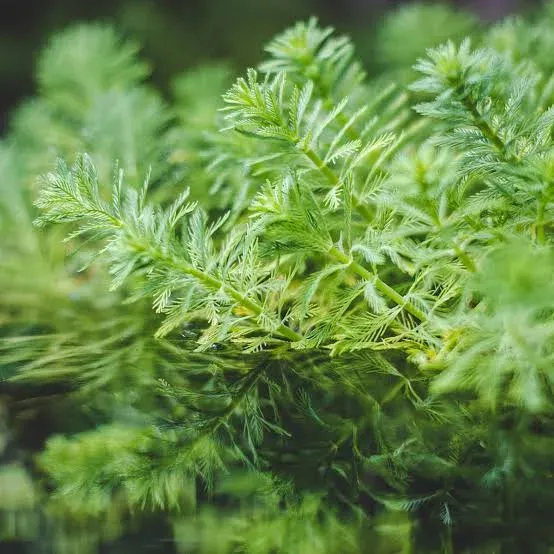 Myriophyllum aquaticum