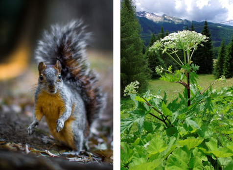 Esempi di specie esotiche invasive