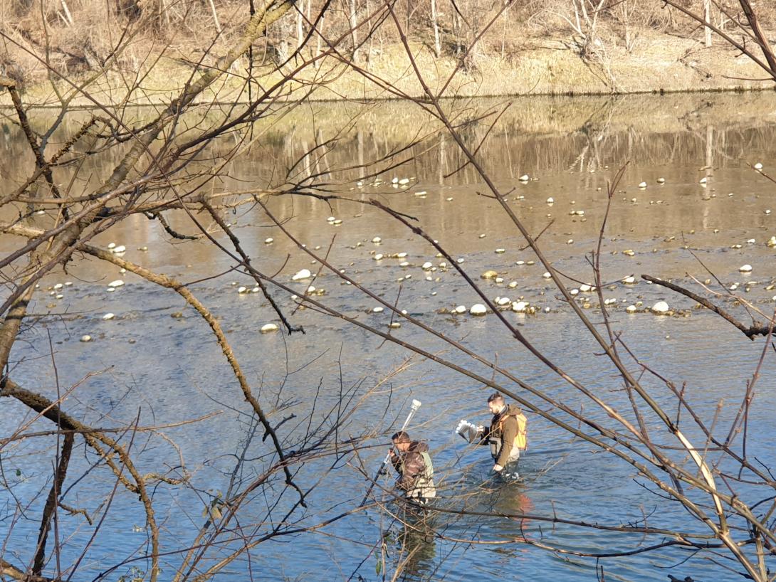 Monitoraggio di specie e habitat di interesse comunitario lungo la Dora Baltea