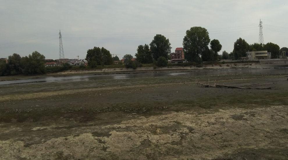 Moria di pesci nel Po a Torino presso la Diga del Pascolo 